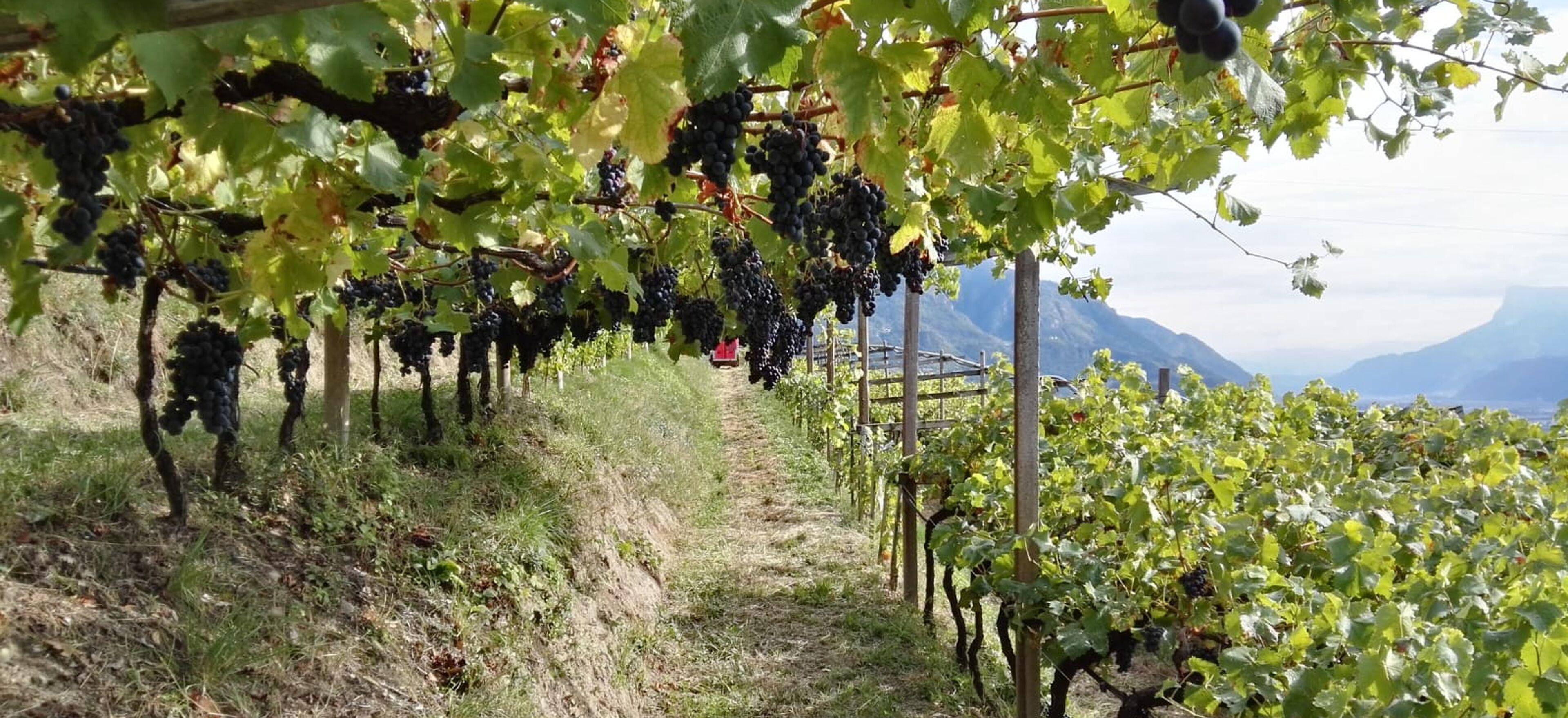 Agricoltura Agricoltura
