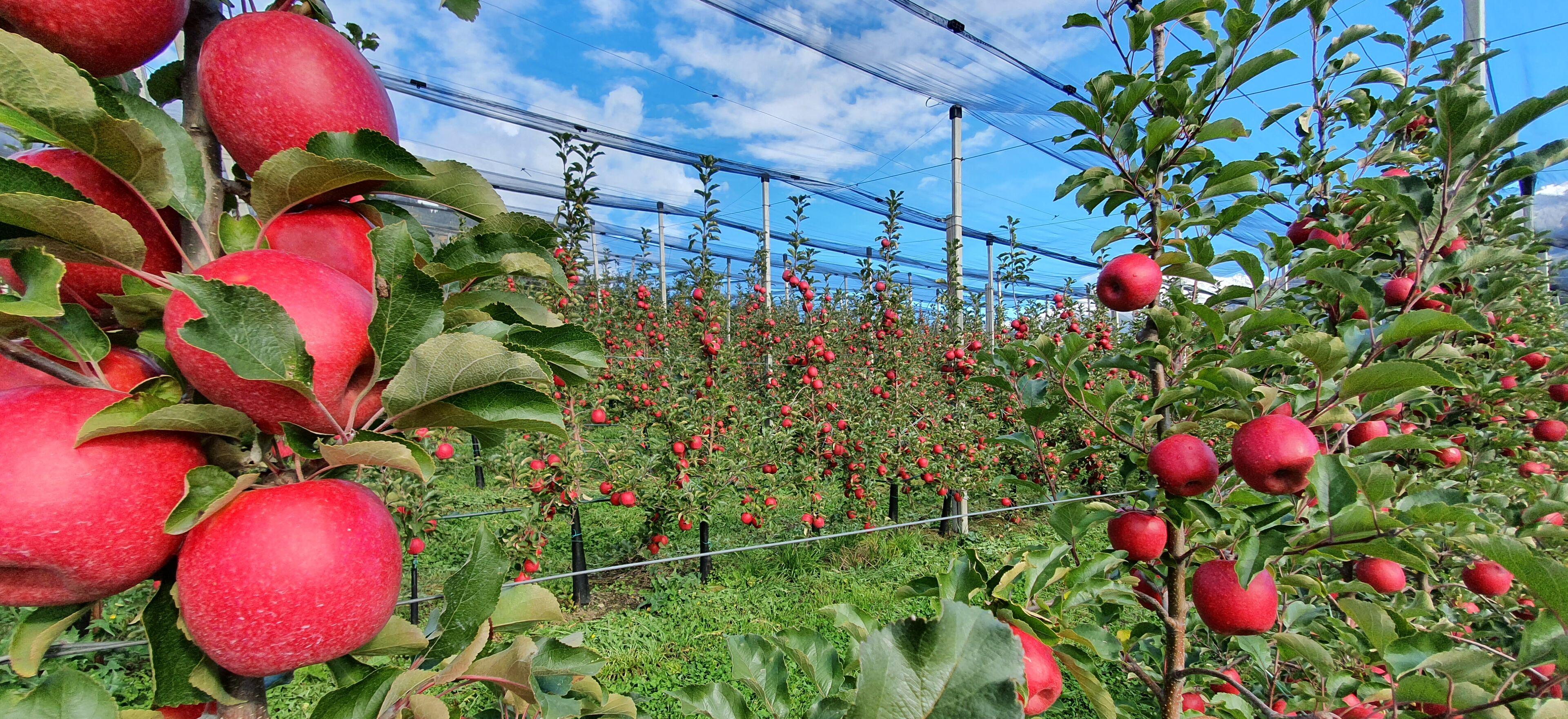 Landwirtschaft