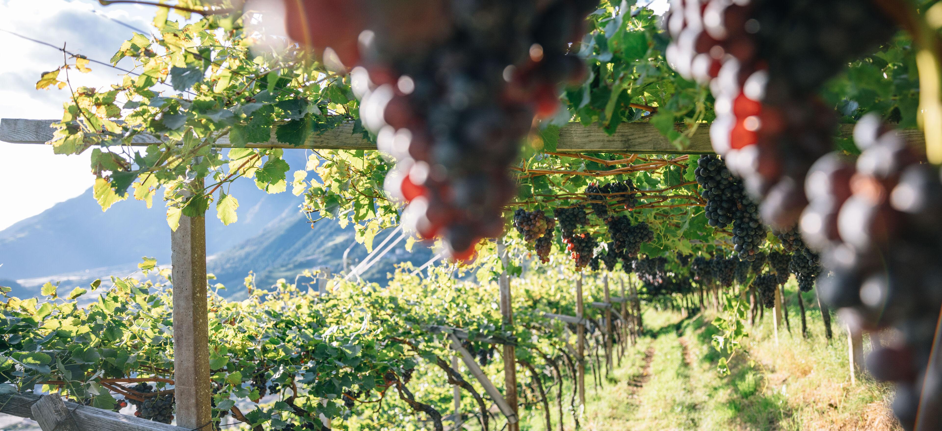 Wein
