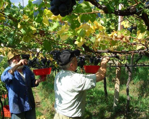 Wein