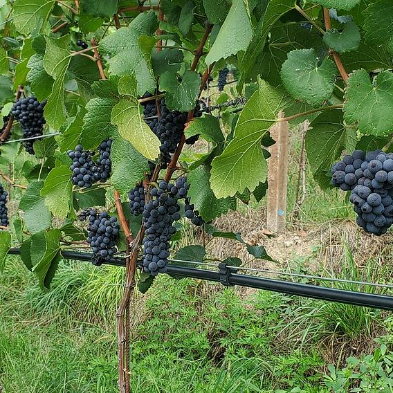 Landwirtschaft