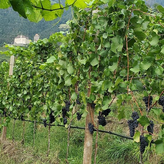 Landwirtschaft
